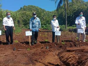 penanaman porang oleh wakil bupati